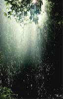 ಮಳೆ ಹನಿಯ ಹೂವು